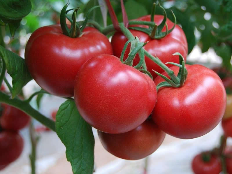 种植案例