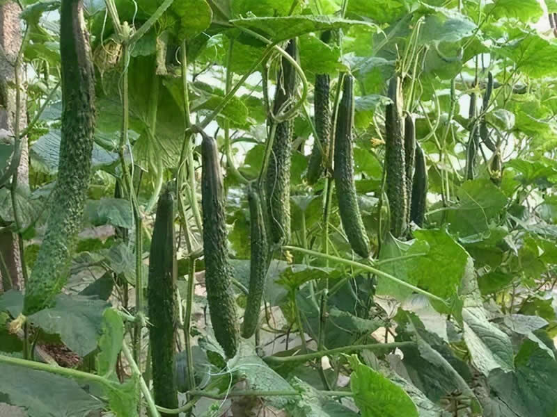 种植案例