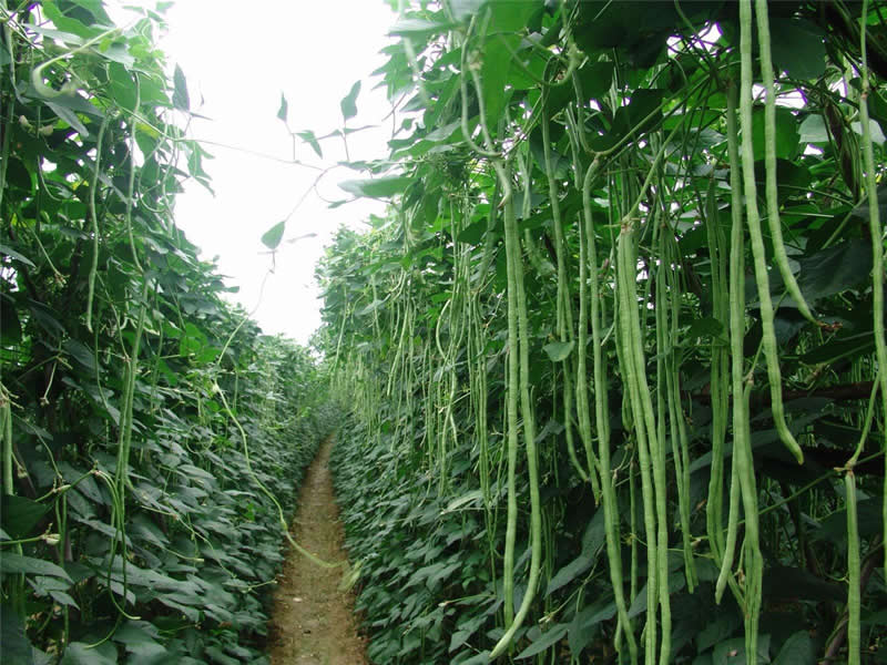 种植案例